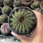 Uebelmannia Pectinifera