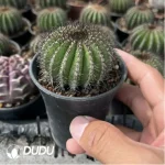 Uebelmannia Pectinifera - Image 2