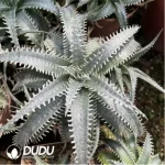 Aloe Dyckia sp.