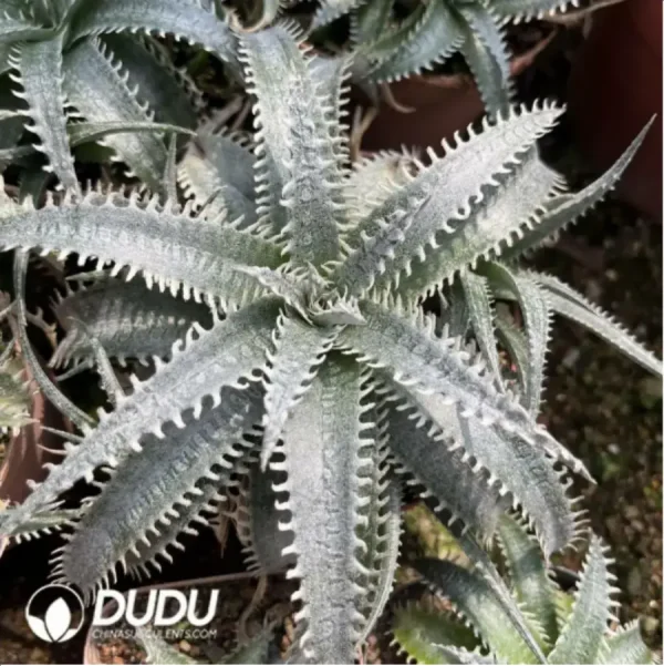 Aloe Dyckia sp. - Image 1