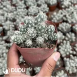 Opuntia Wudou Tuanshan