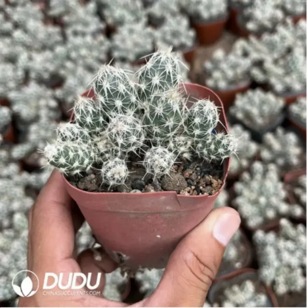 Opuntia Wudou Tuanshan - Image 1