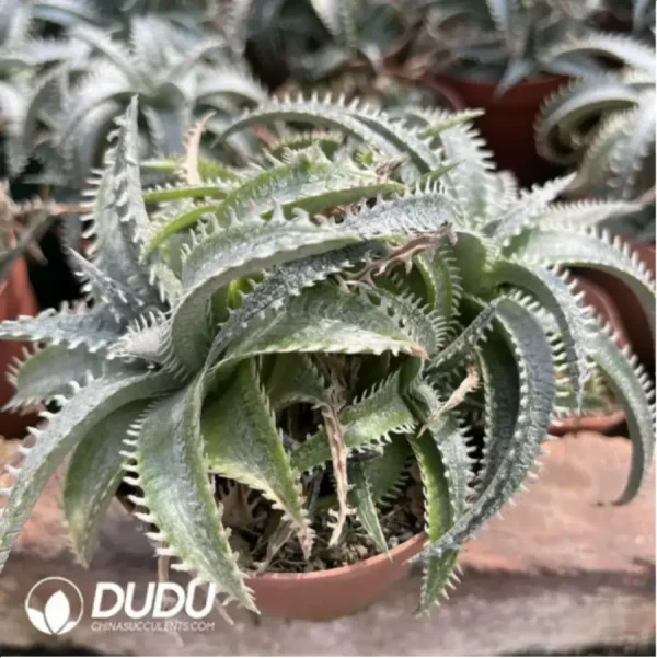 Aloe Dyckia sp. - Image 2