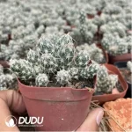 Opuntia Wudou Tuanshan - Image 2