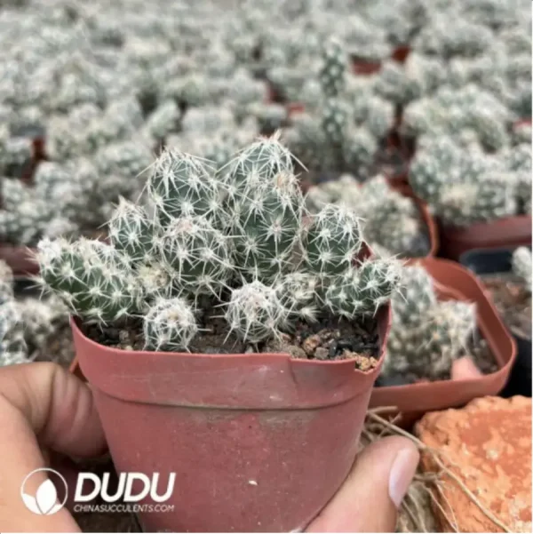 Opuntia Wudou Tuanshan - Image 2