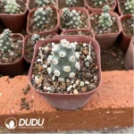 Cactus-Tephrocactus molinensis