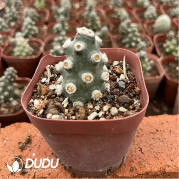 Cactus-Tephrocactus molinensis - Image 2