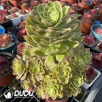 Aeonium Rose Variegated Clustering