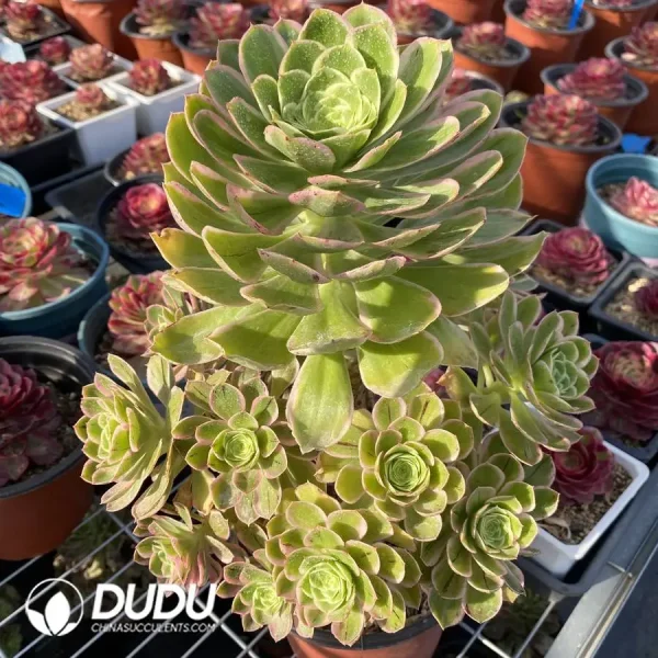 1756116174-1745471979-e201.webp Aeonium Rose Variegated Clustering - Image 1