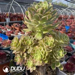 Aeonium Rose Variegated Clustering - Image 2