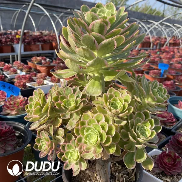 Aeonium Rose Variegated Clustering - Image 2