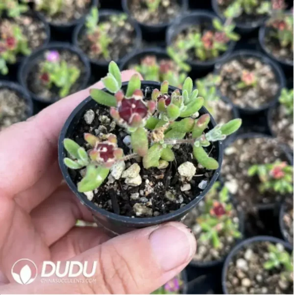 Dicrocaulon Ramulosum Red Gem - Image 1