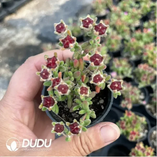 Dicrocaulon Ramulosum Red Gem - Image 2
