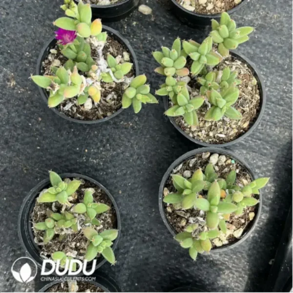 Dicrocaulon Ramulosum Ice Crystals - Image 1