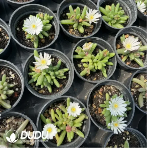 Dicrocaulon Ramulosum White Dew Flower - Image 1