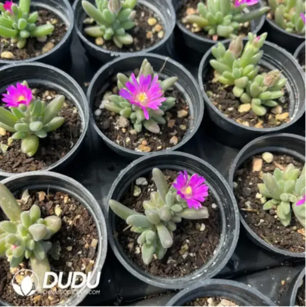 Dicrocaulon Ramulosum Cat Tongue - Image 1