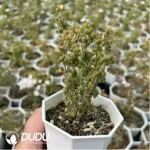 Dicrocaulon Ramulosum Rice Grain