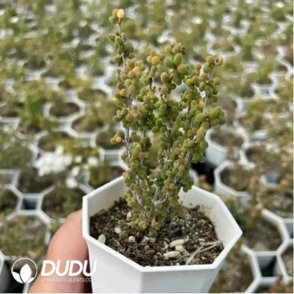 Dicrocaulon Ramulosum Rice Grain - Image 1