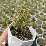 Dicrocaulon Ramulosum Rice Grain - Image 2