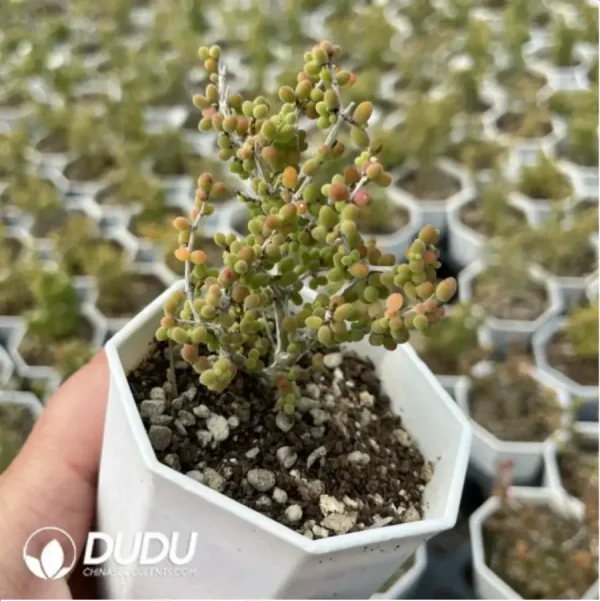 Dicrocaulon Ramulosum Rice Grain - Image 2