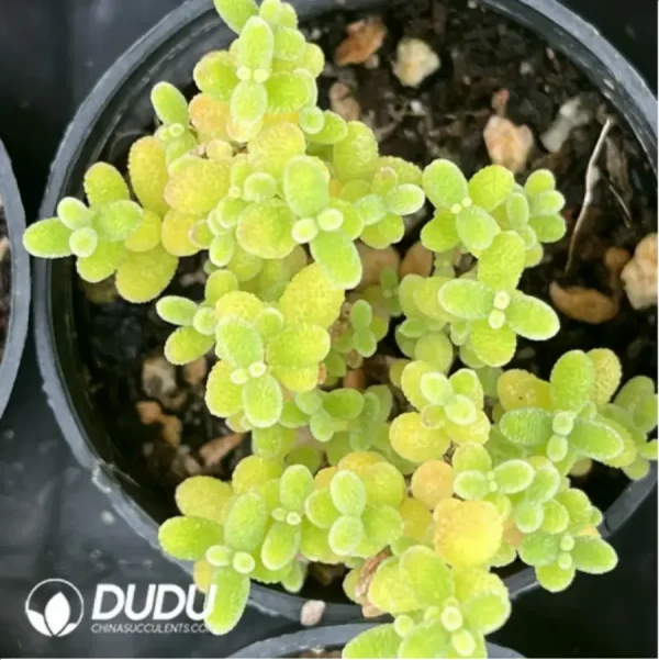 Dicrocaulon Tangerine Candy Balls - Image 1