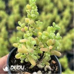 Dicrocaulon Tangerine Candy Balls - Image 2