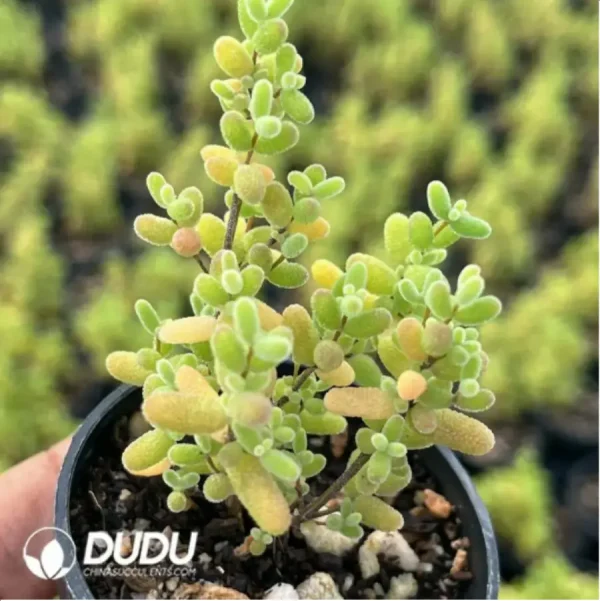 Dicrocaulon Tangerine Candy Balls - Image 2