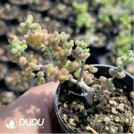 Dicrocaulon Ramulosum Rice Grain Old Stem