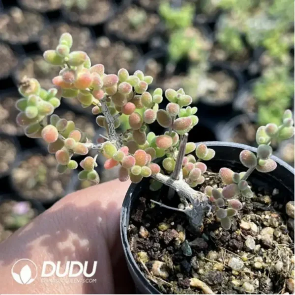 Dicrocaulon Ramulosum Rice Grain Old Stem - Image 1