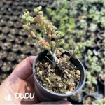 Dicrocaulon Ramulosum Rice Grain Old Stem - Image 2