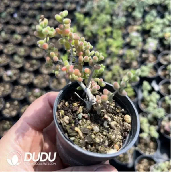 Dicrocaulon Ramulosum Rice Grain Old Stem - Image 2