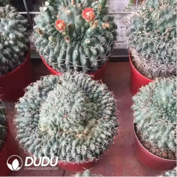 Gymnocalycium baldianum f. cristata - Image 1