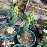 Cactus-Boobie Variegated (Grafted)