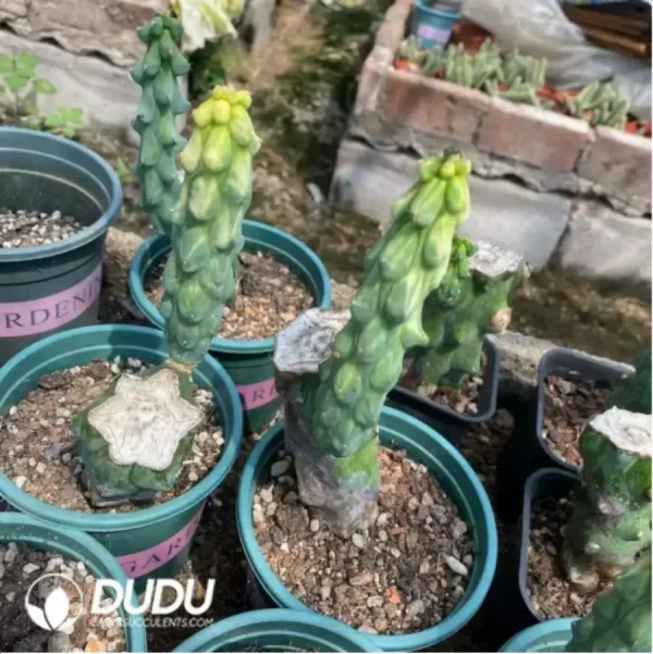 Cactus-Boobie Variegated (Grafted) - Image 1