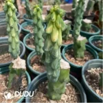 Cactus-Boobie Variegated (Grafted) - Image 2