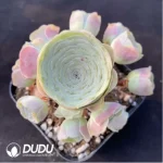 Aeonium Greenovia Variegated Clustering - Image 2