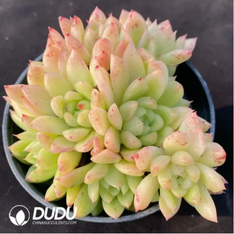 1756116193-1-1086.webp Echeveria Lune Clustering - Image 1