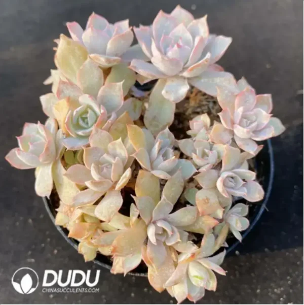 1756116202-1-1078.webp Echeveria Peacockii Desmetiana - Image 1