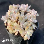 Echeveria Peacockii Desmetiana - Image 2