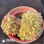 Echeveria Salem Cristata