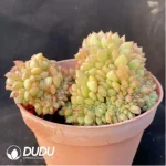 Echeveria Salem Cristata - Image 2