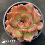 Echeveria Crape Myrtle