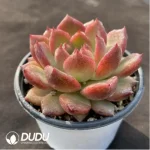 Echeveria Crape Myrtle - Image 2