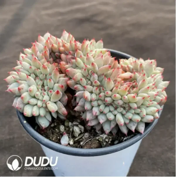 Echeveria Jigglypuff Cristata - Image 2