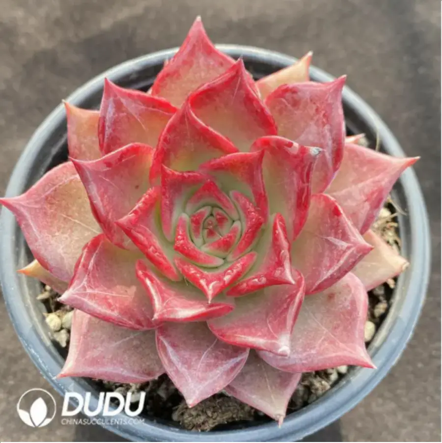 1756116220-1-1170.webp Echeveria Summer Beauty - Image 1
