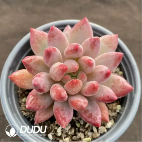 1756116227-1-1166.webp Echeveria Ponyo - Image 1
