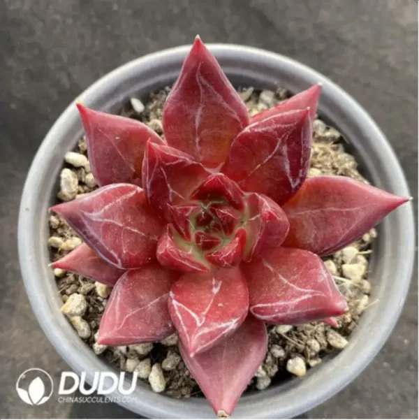 Echeveria Red Soul - Image 1
