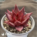 Echeveria Red Soul - Image 2