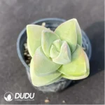 Crassula Moonglow Variegated - Image 2