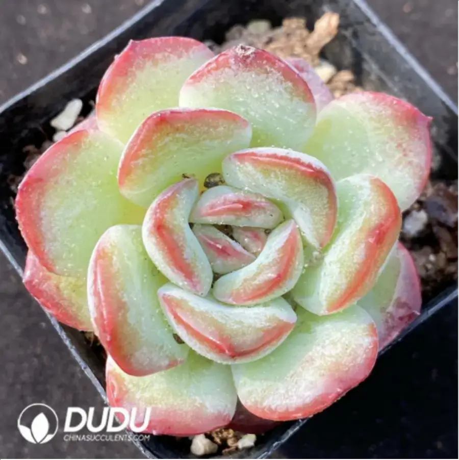 1756116258-1-1142.webp Echeveria Snowy Night - Image 1